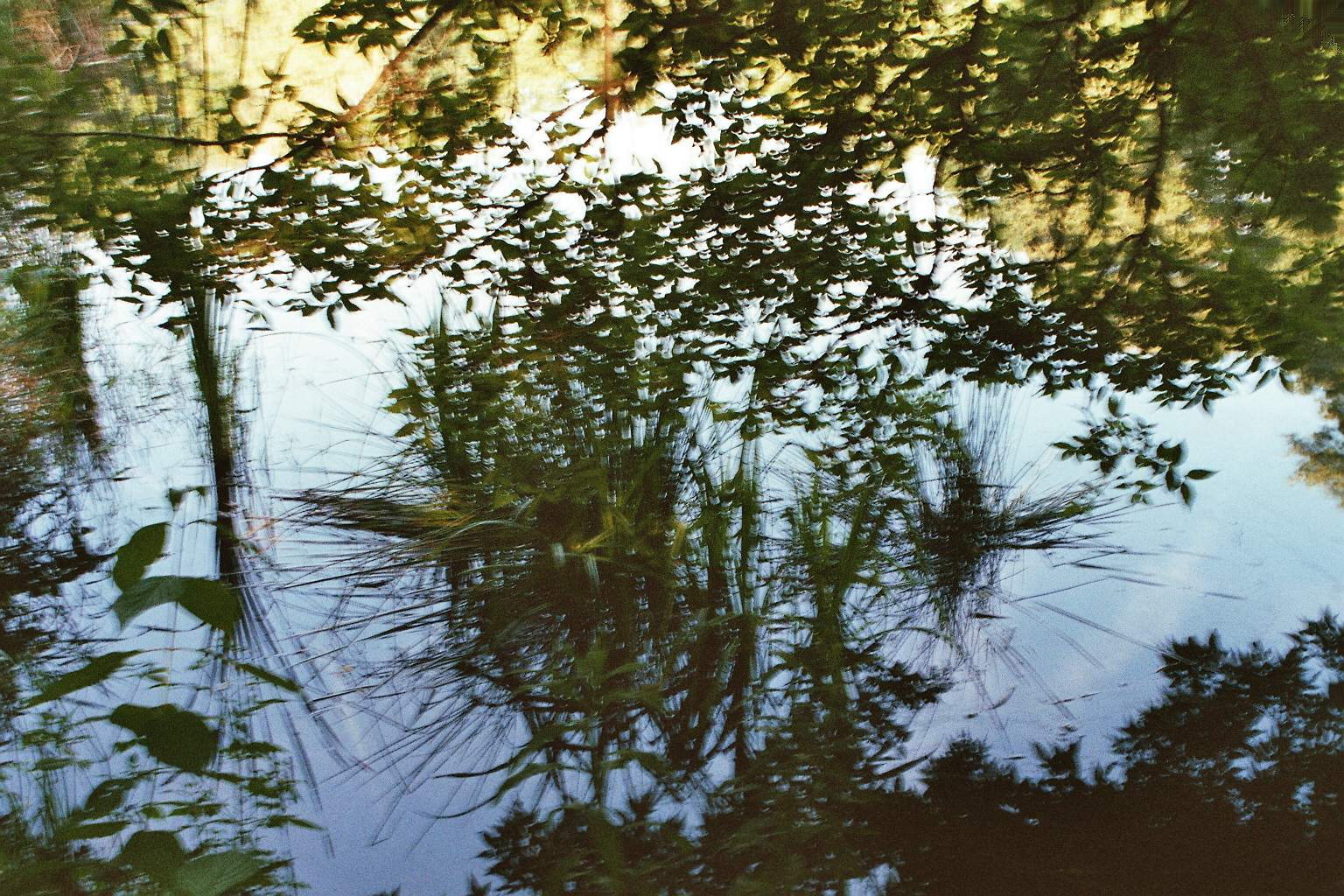 Pond, analog photography, 75×50 cm