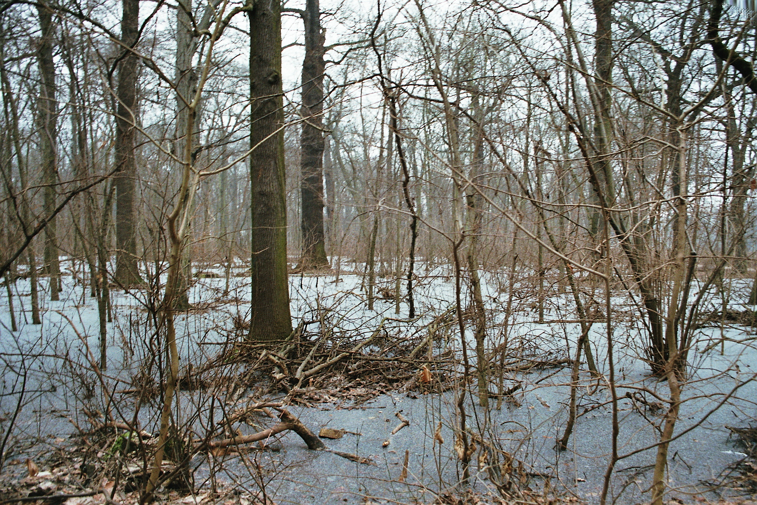Forest, analog photography